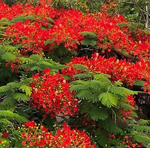 Vereda De Las Camellas 3*