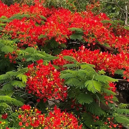 Vereda De Las Camellas 3*